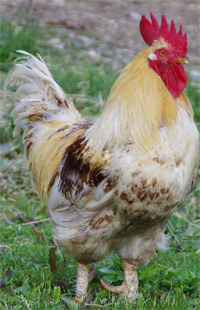 Hahn